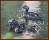 wood-ducks young  5-23-06 cl2b.JPG