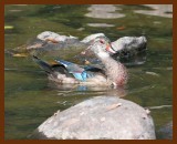 wood-duck 9-3-06 cl1b.JPG