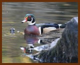 wood-duck 9-28-07 4c1b.JPG