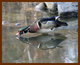 wood-duck  3-9-06 cl10b.JPG