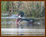 wood-duck 3-7-07 cl2b.JPG