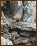 wood-duck-gray-squirrel 9-20-07 4c1b.JPG