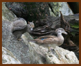 wood-duck-squirrel 7-1-07 4c2b.JPG
