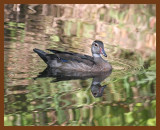 wood-duck 8-16-06 cl1b.JPG