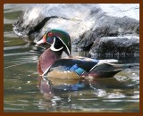 wood-duck 9-16-07 4c4b.JPG