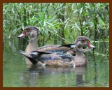 wood-ducks 9-13-07 4c1b.JPG