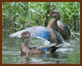 wood-ducks 9-13-07 4c3b.JPG