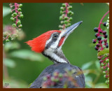 pileated woodpecker 8-29-07 4c1b.JPG