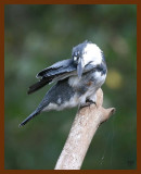 belted-kingfisher 10-8-07 4c6b.JPG