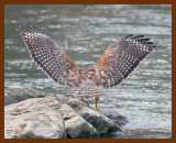 red-shouldered hawk 2-20-07 cl5b.JPG