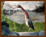 green heron 7-16-06 cl1b.JPG