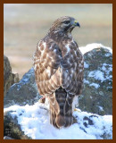 red-tail hawk 2-3-07 cl1c1b.JPG