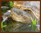 turtle eastern snapper 3-30-07 cl2b.JPG