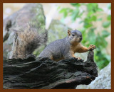 fox-squirrel 7-2-07 4c1b.JPG