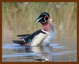 wood-duck 2-27-08 4c350b.JPG