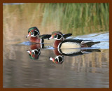 wood-ducks 2-28-08 4c377b.JPG