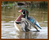 wood-duck 2-29-08 4c538b.JPG