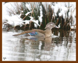 wood-duck 3-4-08 4c803b.JPG