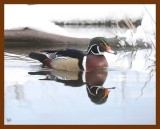 wood-duck 3-4-08 4c849b.JPG
