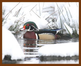wood-duck 3-4-08 4c847b.JPG