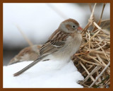 field-sparrow 3-7-08 4c980b.JPG