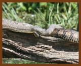 watersnakes-diamond-back 5-9-08 4c394b.JPG