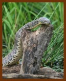 watersnake-diamond-back 5-10-08 4c713b.JPG