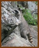 raccoon 5-22-08 4d597b.JPG