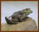 bullfrog 5-27-08 4d479b.JPG