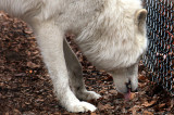 Atka 12-6-08 15