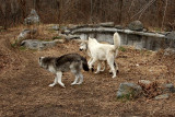 Wolves 12-6-08 6