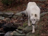 Atka 2-2-08 41