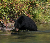 Black Bear