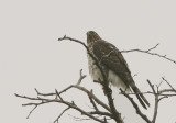 Red-tailed Hawk