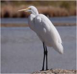 Great Egret