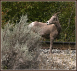 California Big Horn Sheep