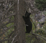 Black Bear Cub