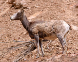 Big Horn Sheep