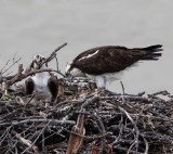 Lyttons Osprey Family