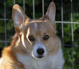Sonny - Pembroke Corgi