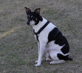 Nicky - His Master's Voice