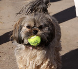 Missie - Shorkie - 6-7 lbs - 1 1/2 yrs