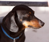 Buster