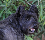 Smokey - Cairn Terrier