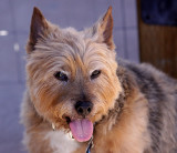 Tigger - Norwich Terrier