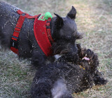 Misc - Chewy and Emma  playing