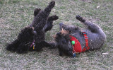 Misc - Chewy and Emma playing