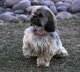 Missie - waiting for Dad to throw the ball