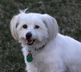 Atma - Katmandu rescue dog
