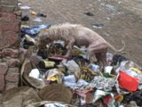 Atma - Katmandu rescue dog ... story below photo